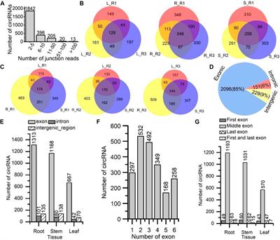 Genome-Wide Identification of Circular RNAs Potentially Involved in the Biosynthesis of Secondary Metabolites in Salvia miltiorrhiza